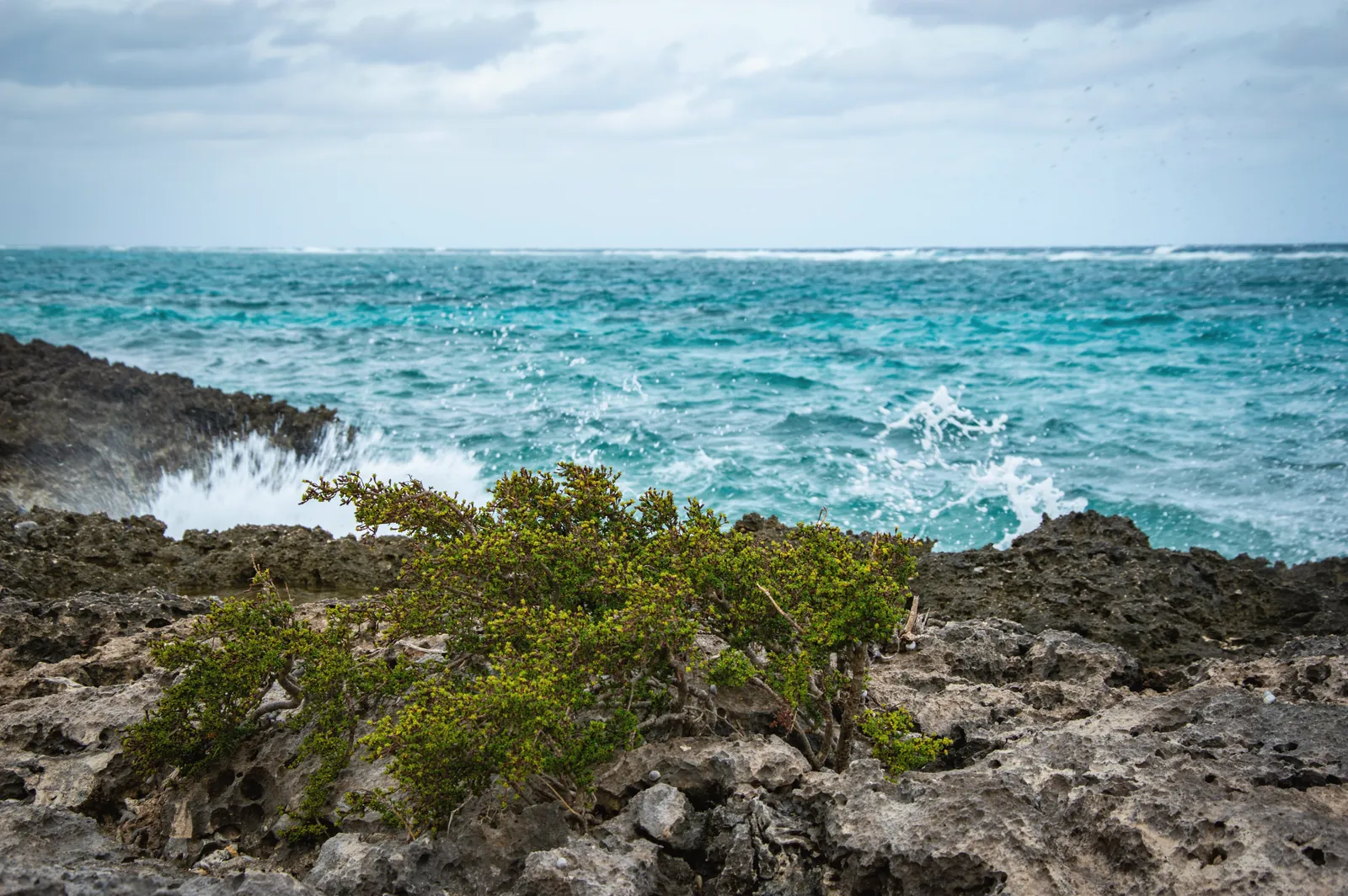 Vibrant ocean waves hitting rocky shoreline with lush greenery in foreground.