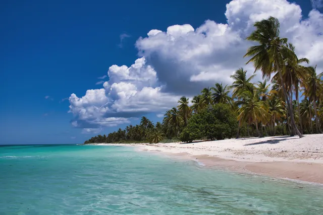 Serene tropical beach scene with palm trees, clear ocean, and vibrant blue sky.