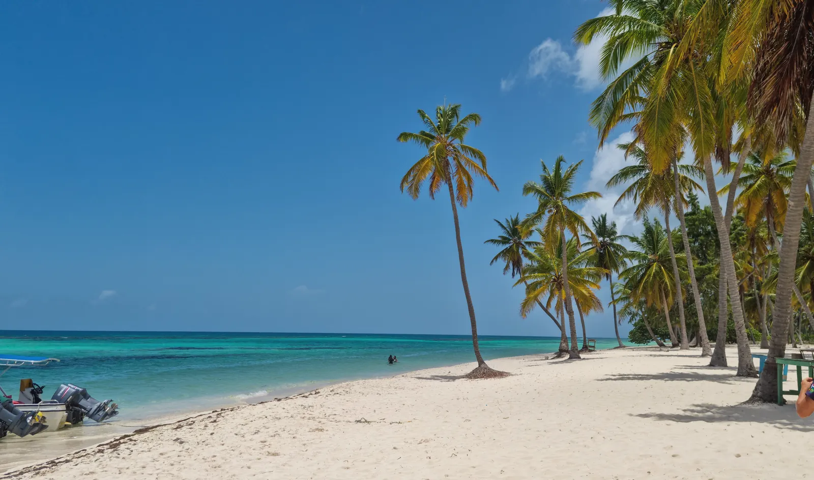 Serene tropical beach with palm trees, turquoise waters, and clear blue sky.