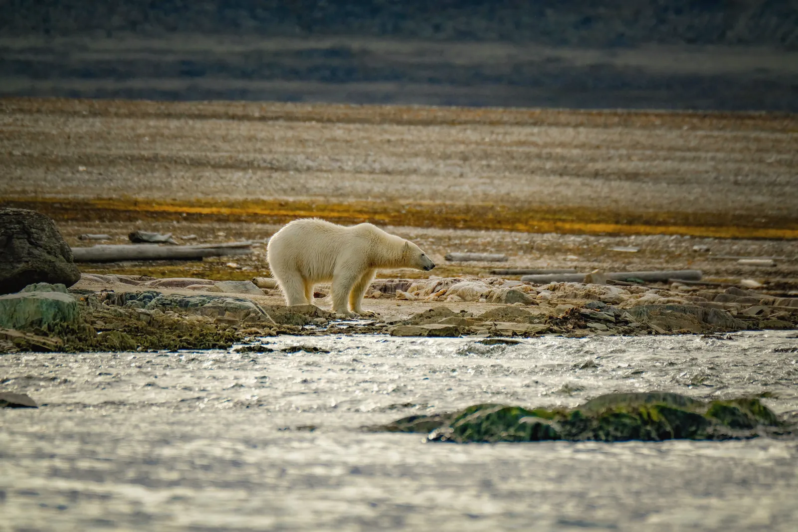 Polar bear walking along a rocky shore, showcasing the beauty of Arctic wildlife.