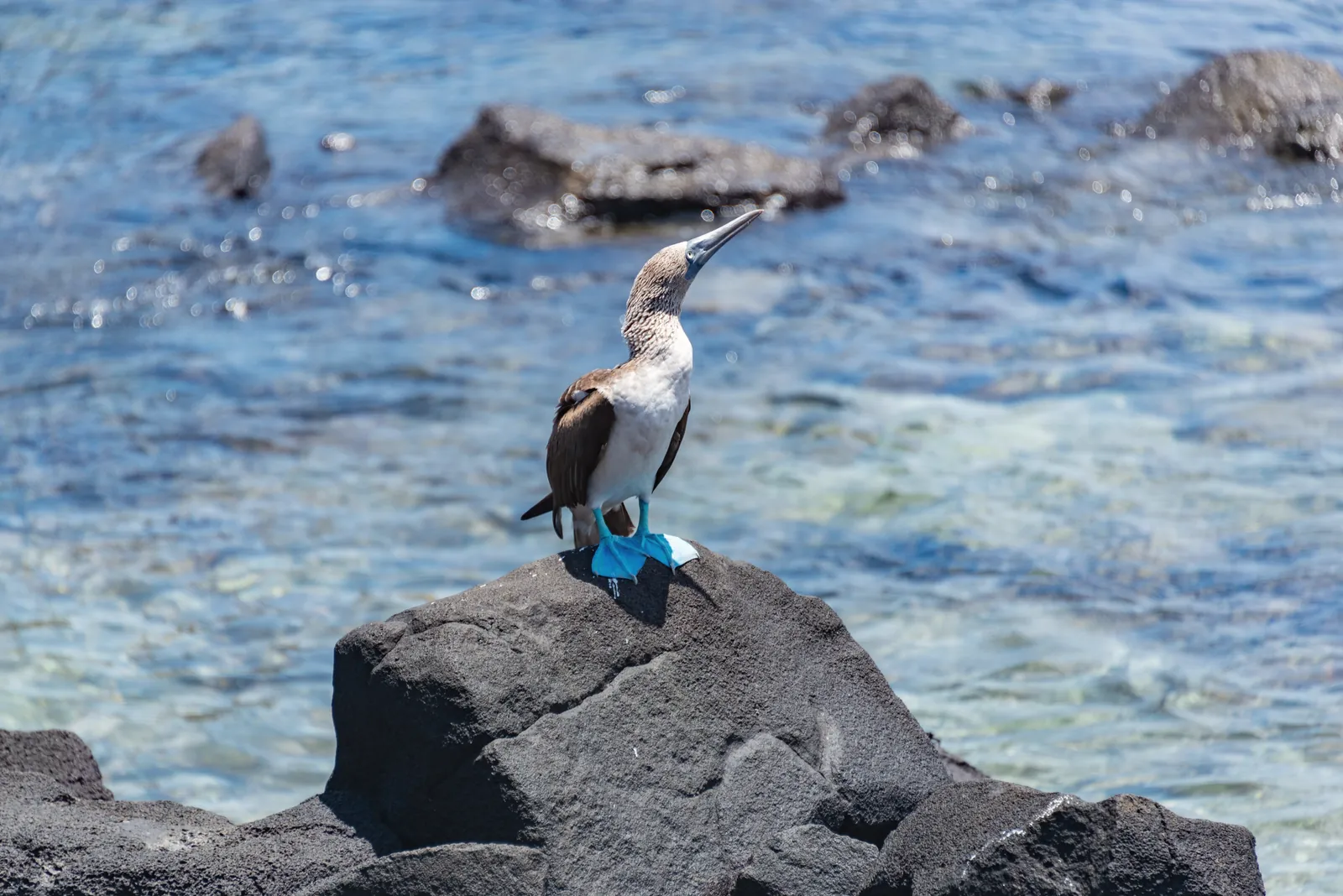 Blue-footed booby perched on a coastal rock with ocean in the background.
