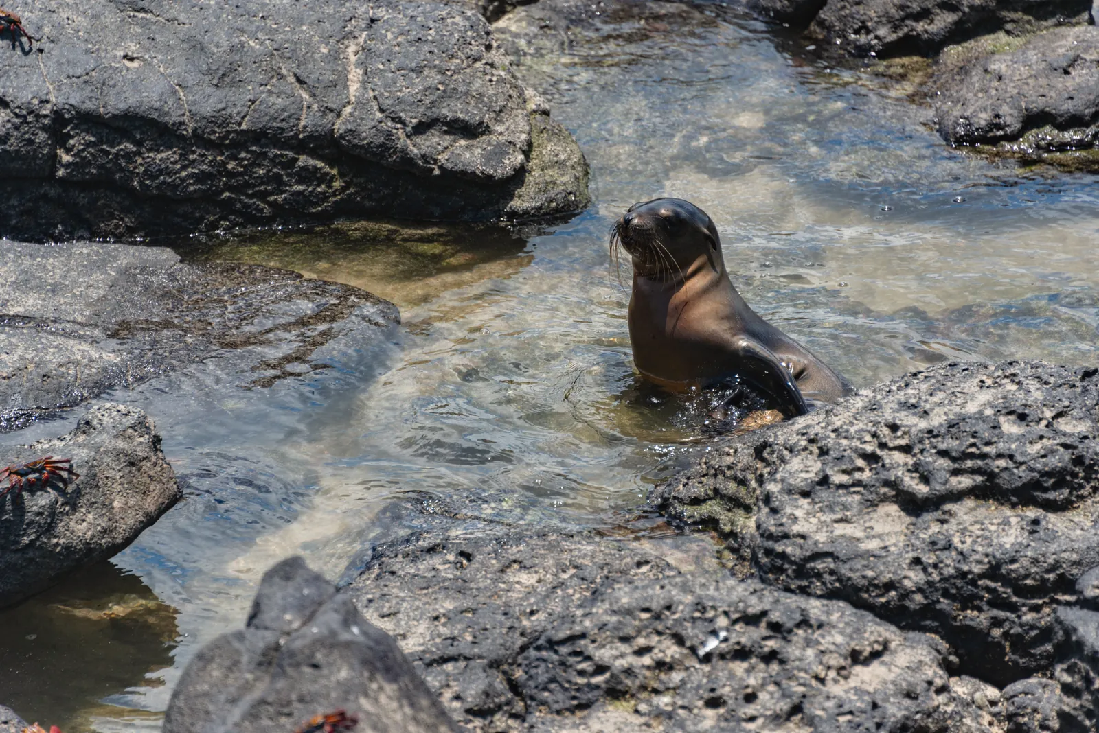 A seal resting on rocks in a coastal landscape with vibrant sea life.