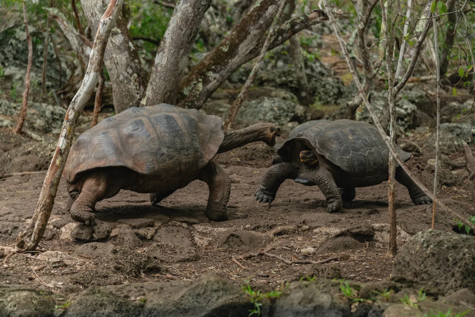 Two giant tortoises engaging in wildlife interaction in forest.