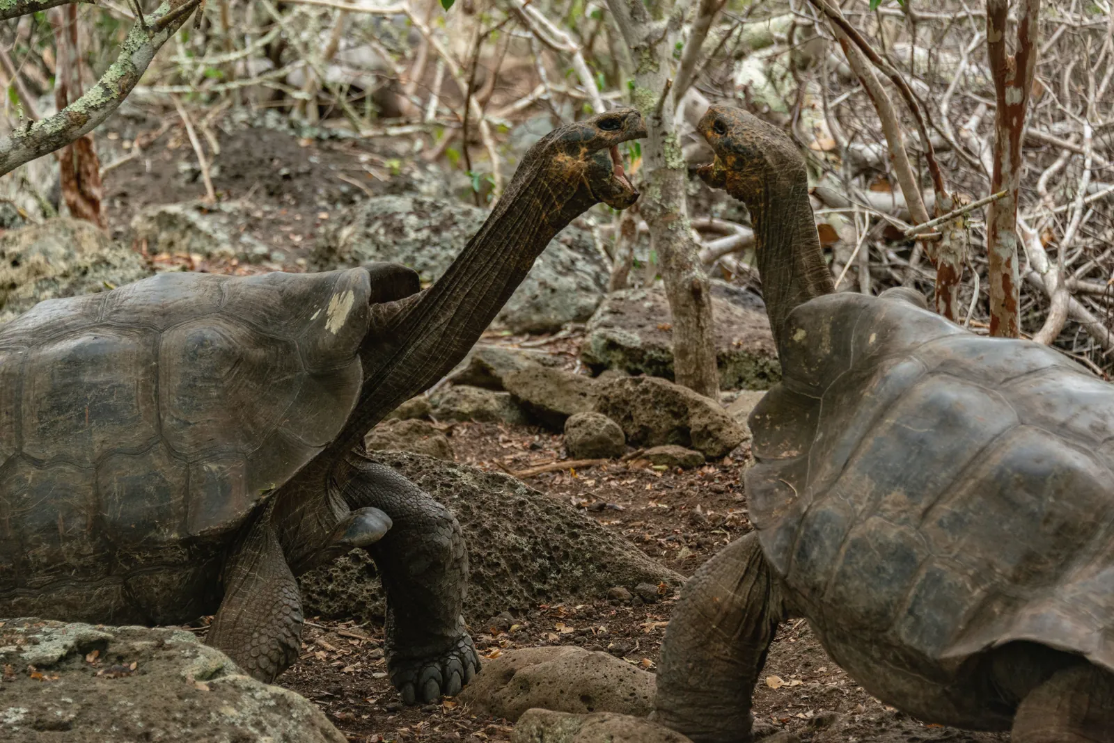 Two Galápagos giant tortoises interacting in their natural habitat.