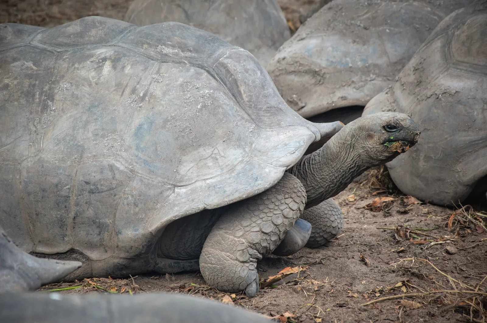 A close-up view of a giant tortoise in its natural outdoor habitat, showcasing its large shell and textured skin.