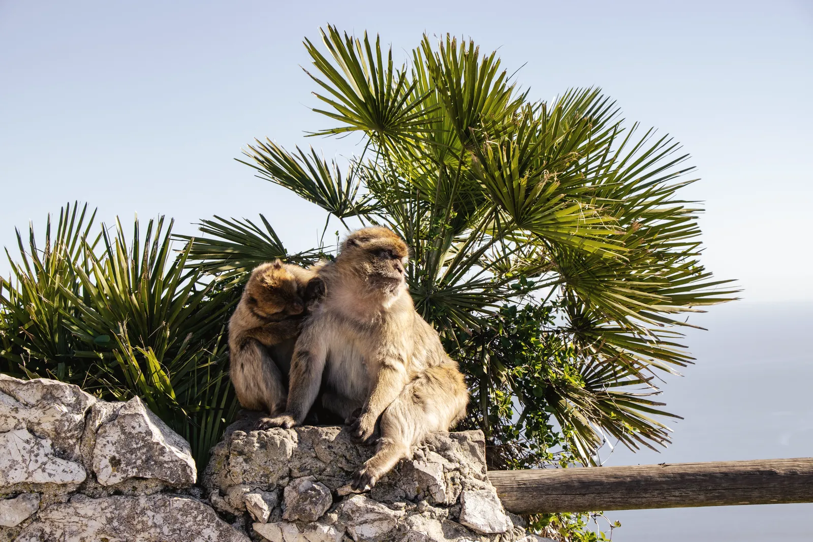 Two Barbary macaques resting on a rock in Gibraltar under clear blue sky.