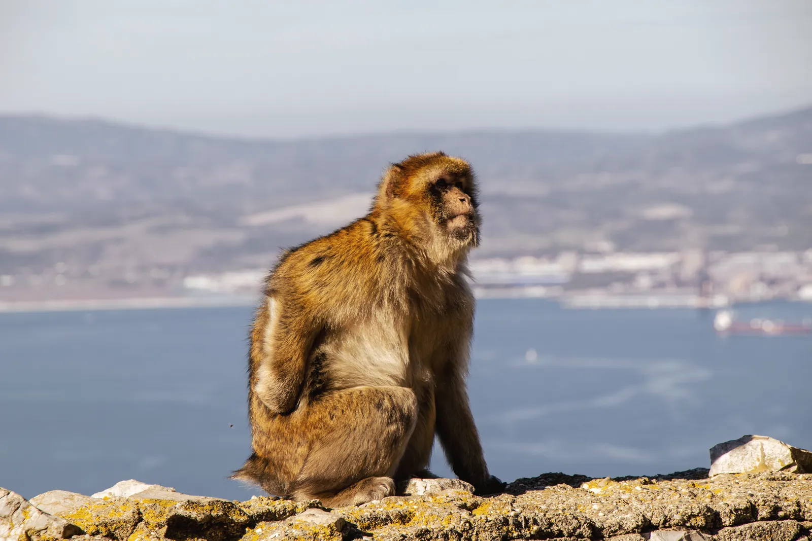A Barbary Macaque sitting atop Gibraltar's Rock with a scenic bay view.
