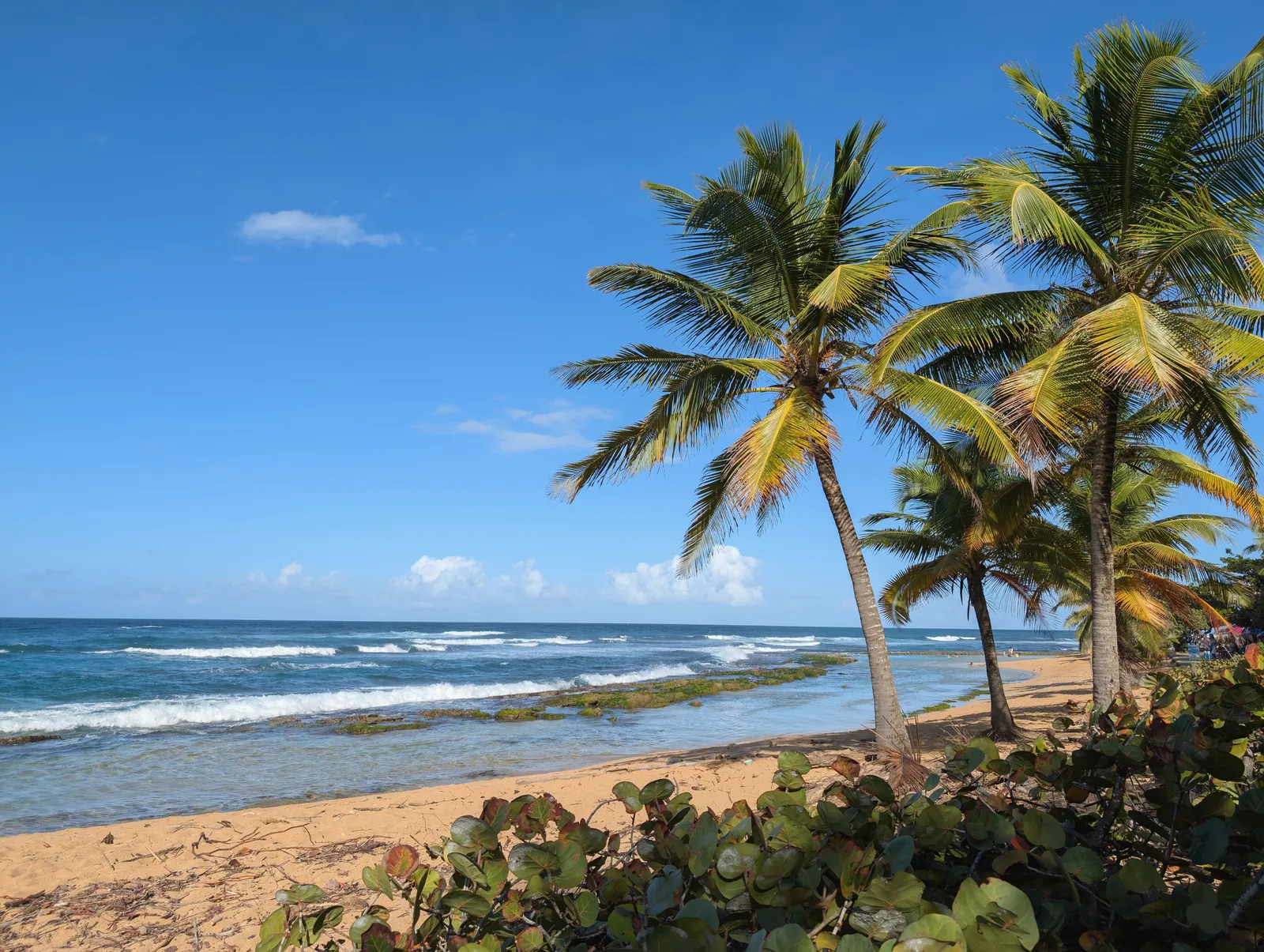 Serene tropical beach with lush palm trees and gentle ocean waves under a bright blue sky.