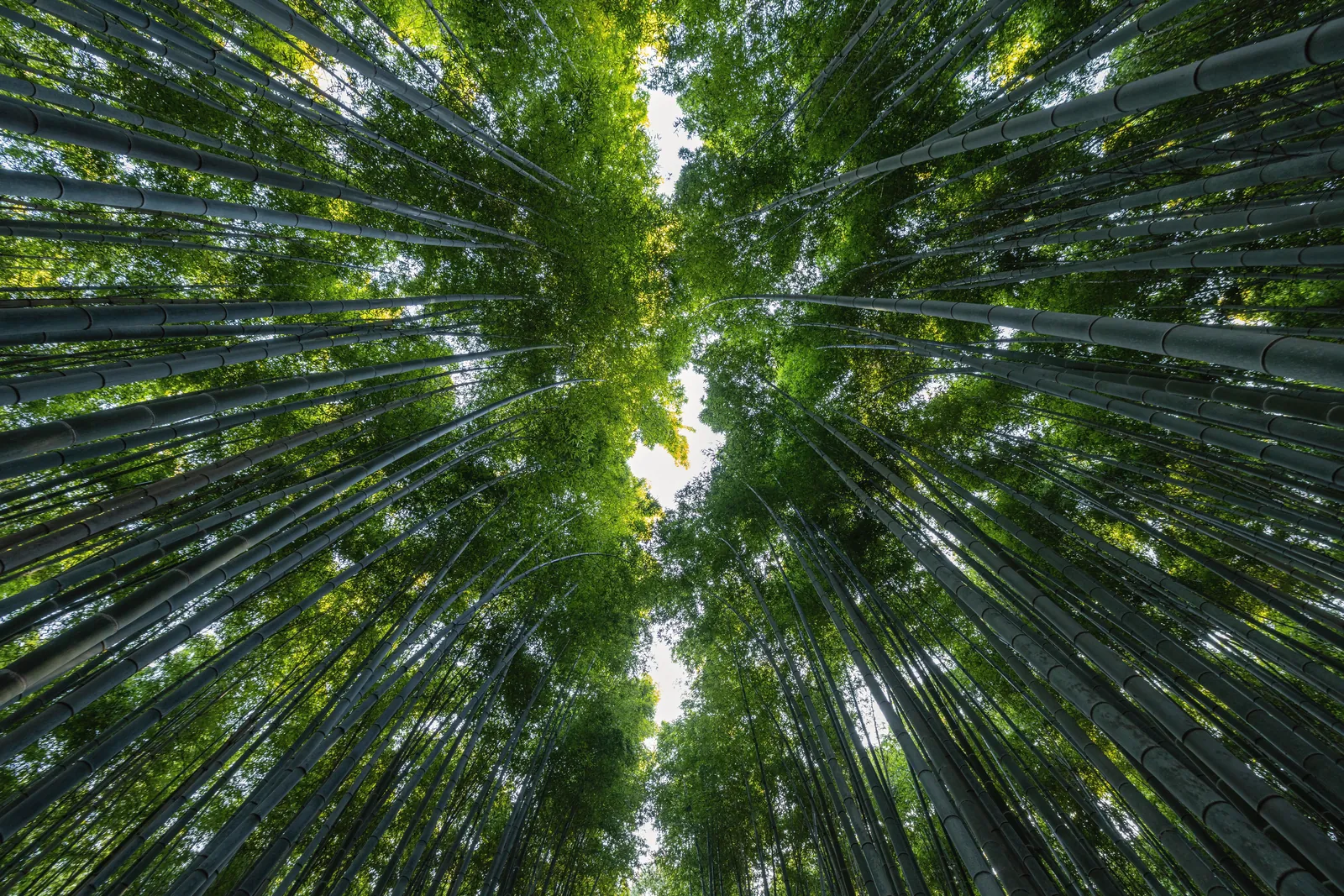Experience the serene beauty of a lush bamboo forest in Kyoto, Japan.