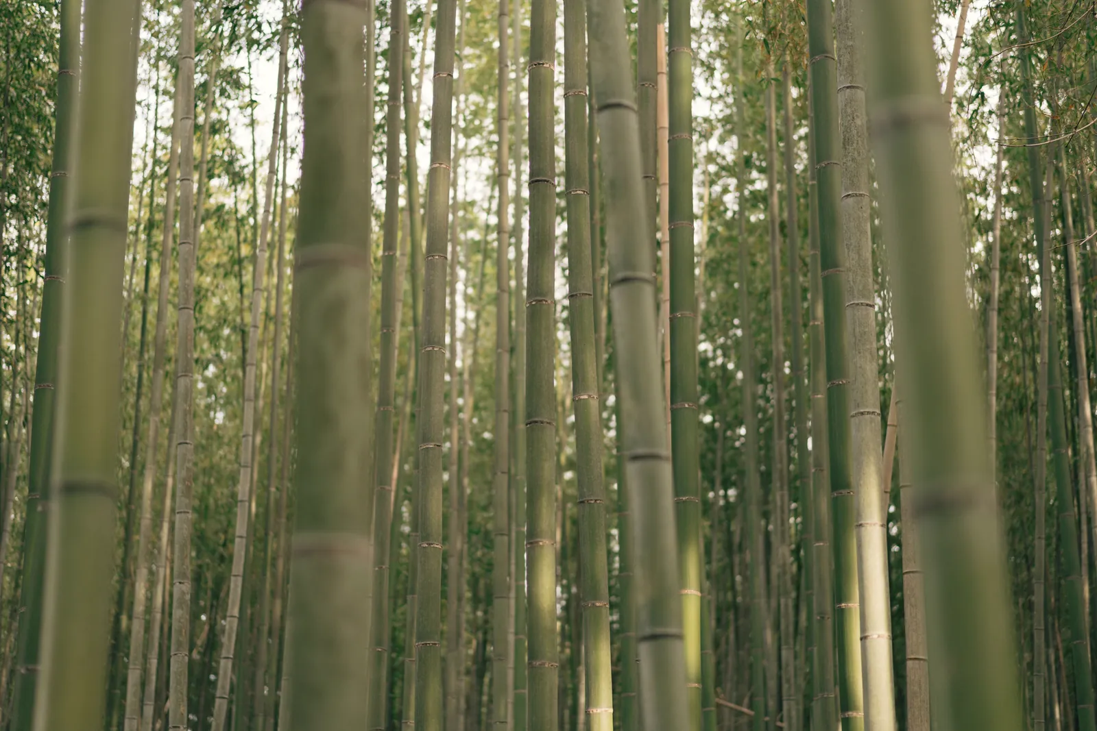 Tranquil view of tall bamboo trees in a lush Japanese forest, evoking peace.