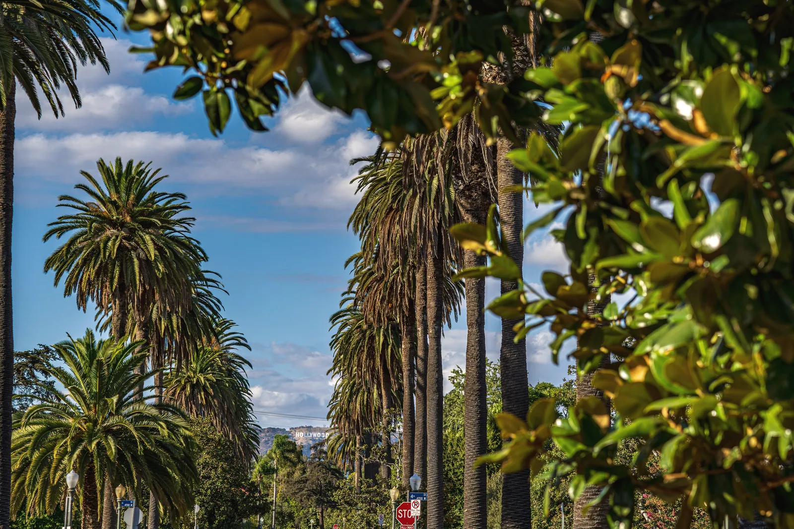 Palm trees line a sunny street in West Hollywood with the Hollywood Sign in the distance.
