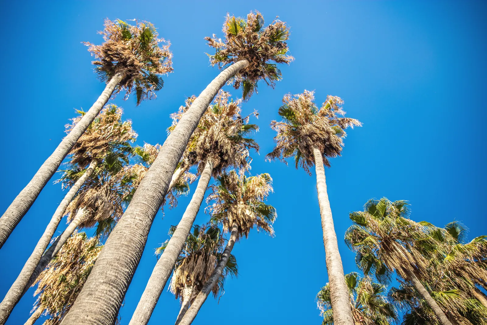 Upward view of tall palm trees with a bright blue sky background, evoking a tropical and summery feel.