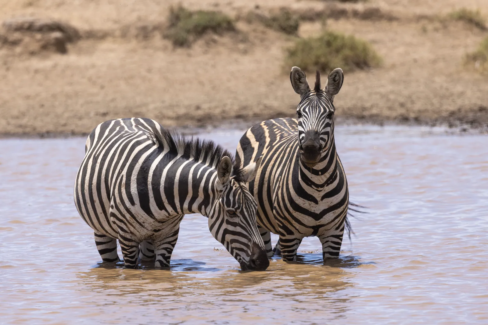 Two zebras standing in a waterhole, captured in a natural wildlife setting.