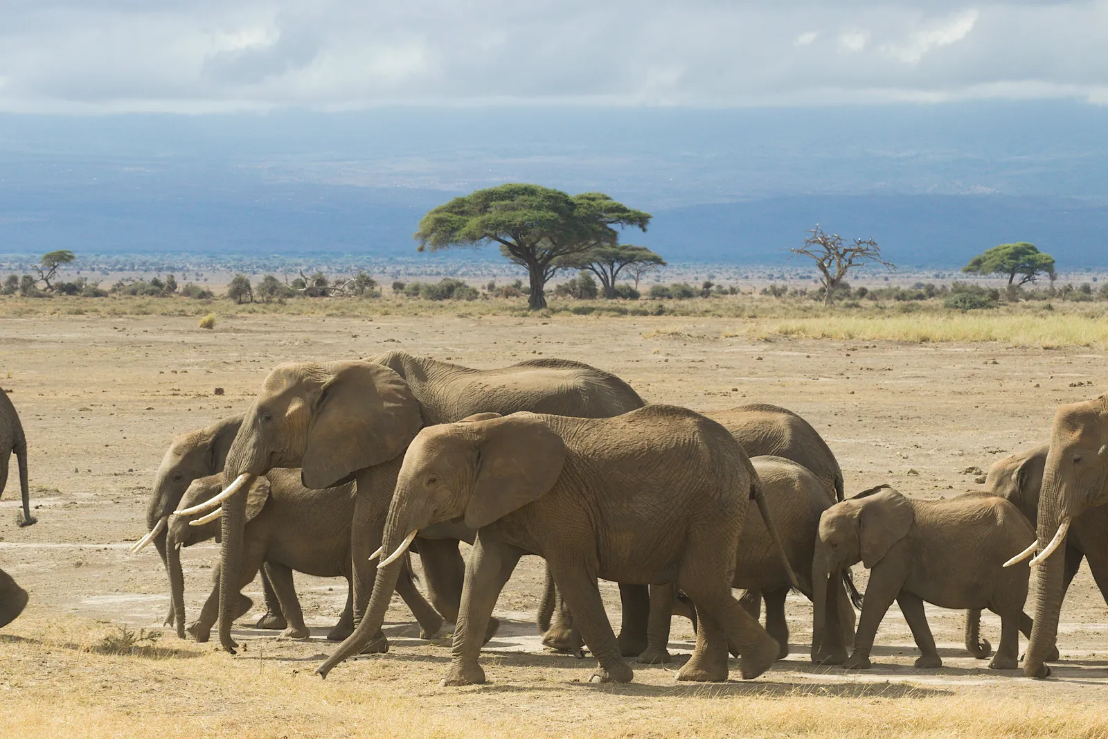 A herd of African elephants crossing the savanna under clear skies.