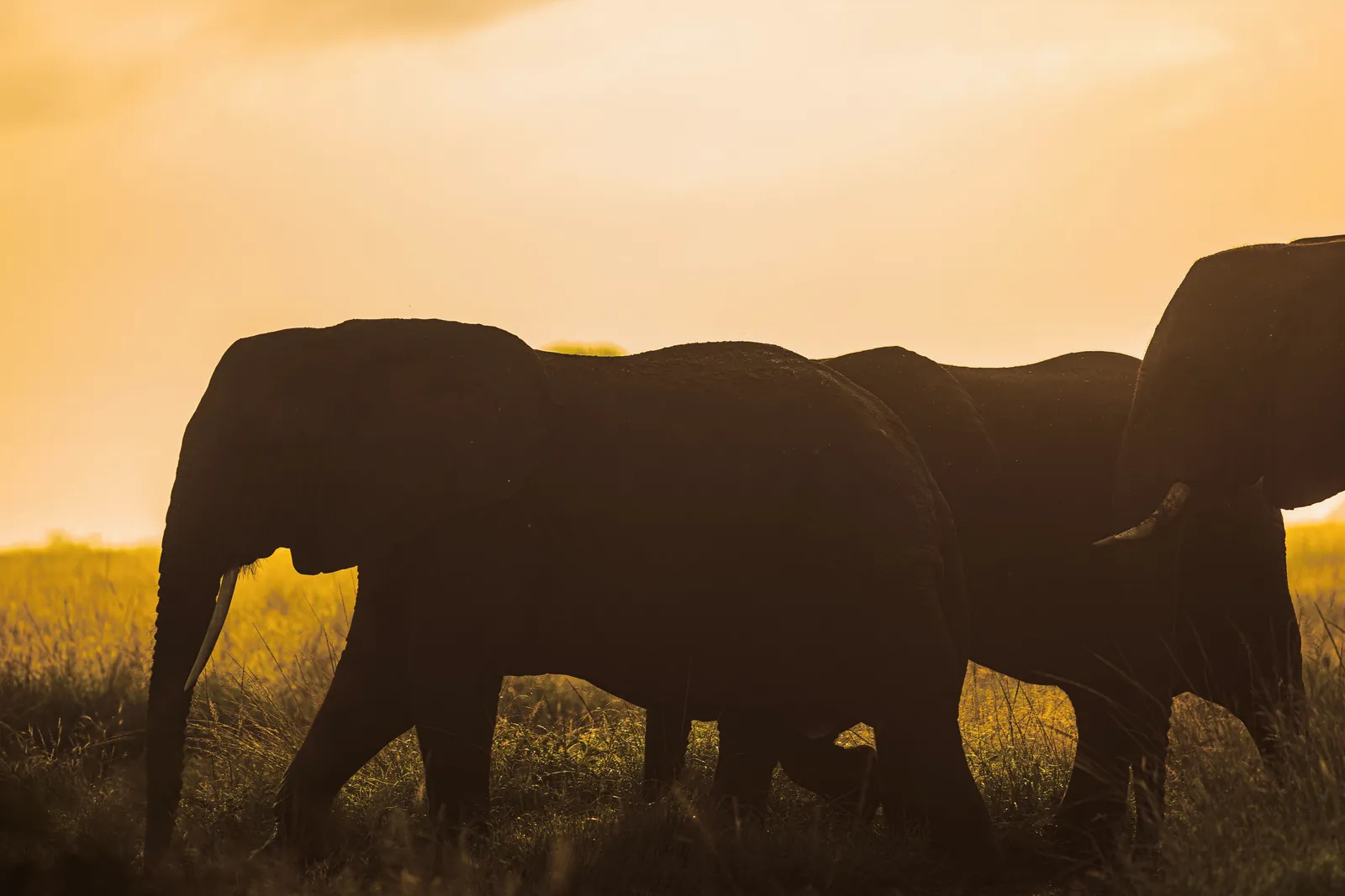 Silhouettes of elephants walking through the grassland at sunset, showcasing wildlife beauty.