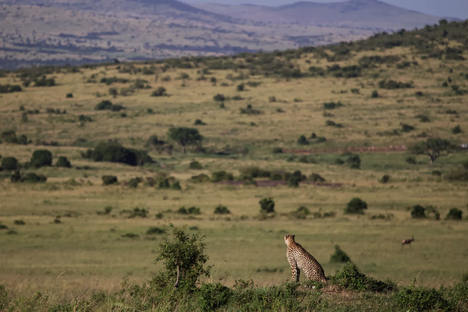 A lone cheetah surveys the vast savannah landscape of Kenya's Masai Mara, showcasing the wild beauty of Africa.