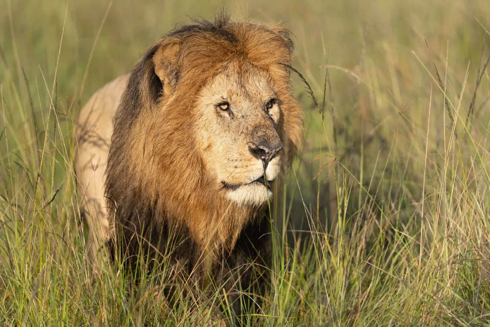 Close-up of a majestic male lion in Kenya's grasslands, showcasing the beauty of wildlife.