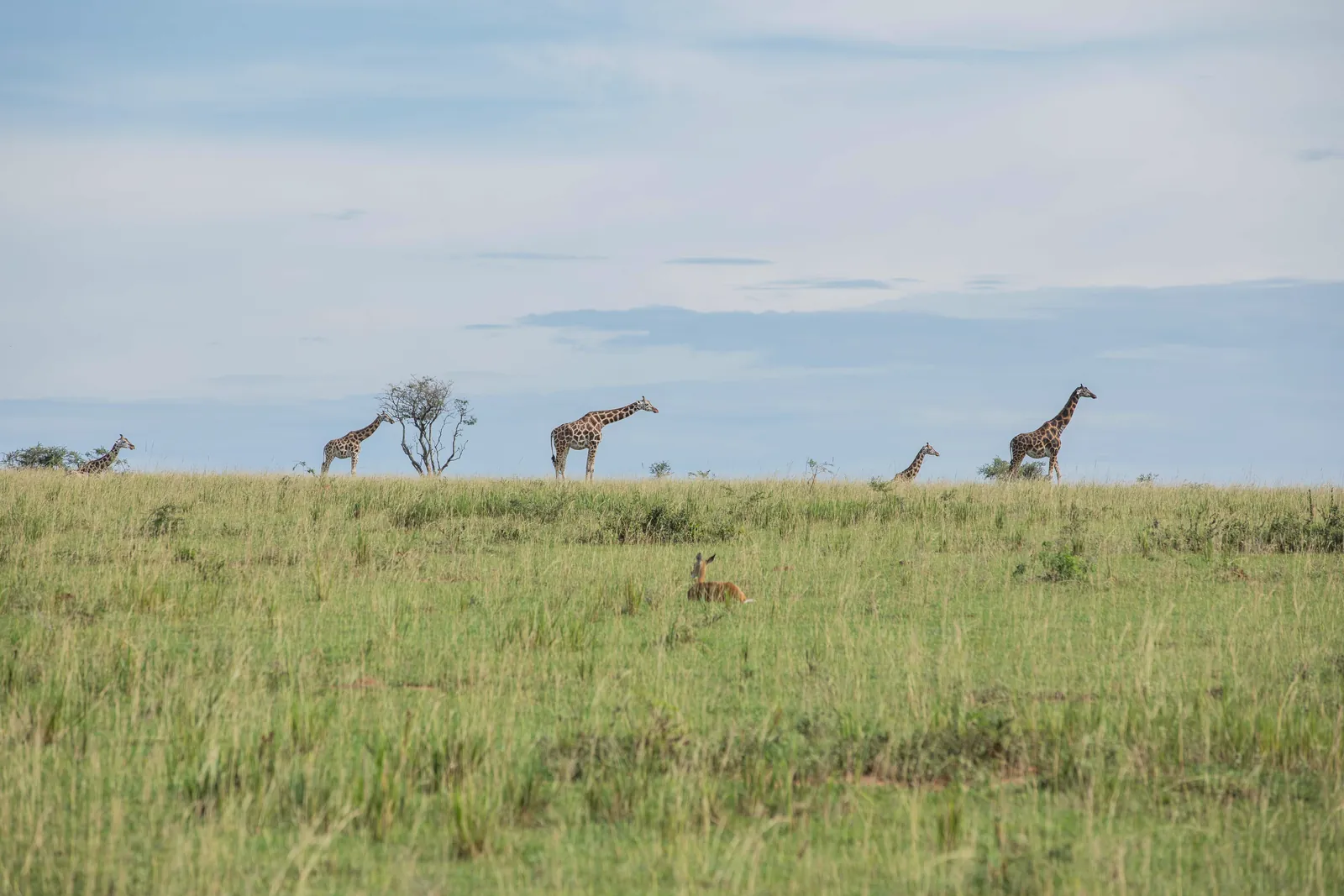 A serene landscape with giraffes roaming the savanna under a blue sky, embodying African wildlife.