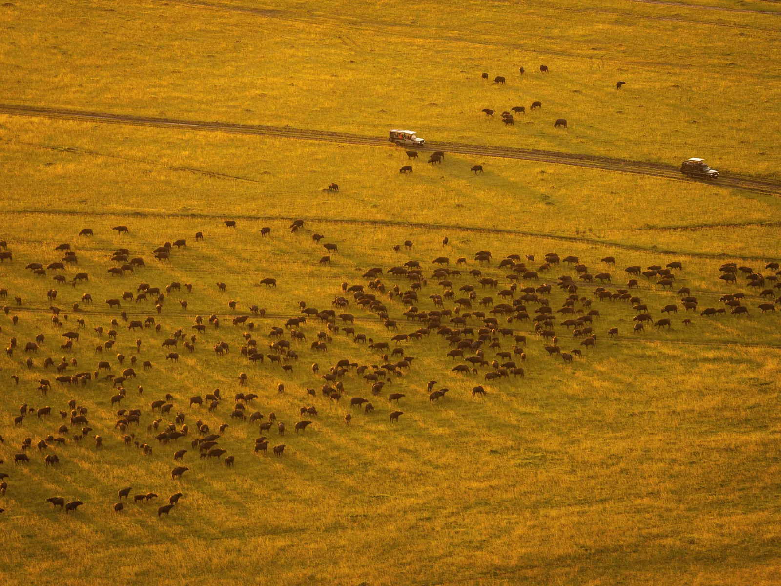 Stunning aerial shot of wildebeest migration in Maasai Mara during golden hour.