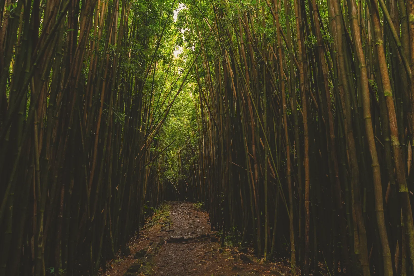 Discover a tranquil bamboo forest along the Pipiwai Trail in Maui, Hawaii.