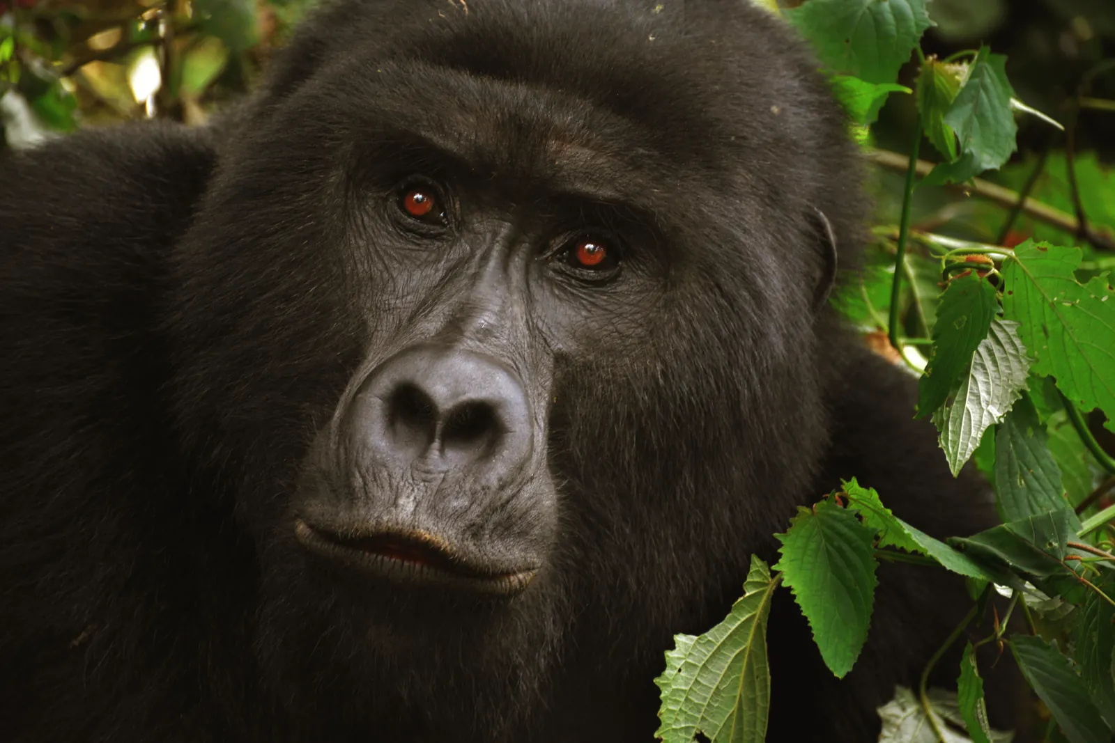 A close-up shot of a gorilla surrounded by lush green foliage, showcasing its intense expression.