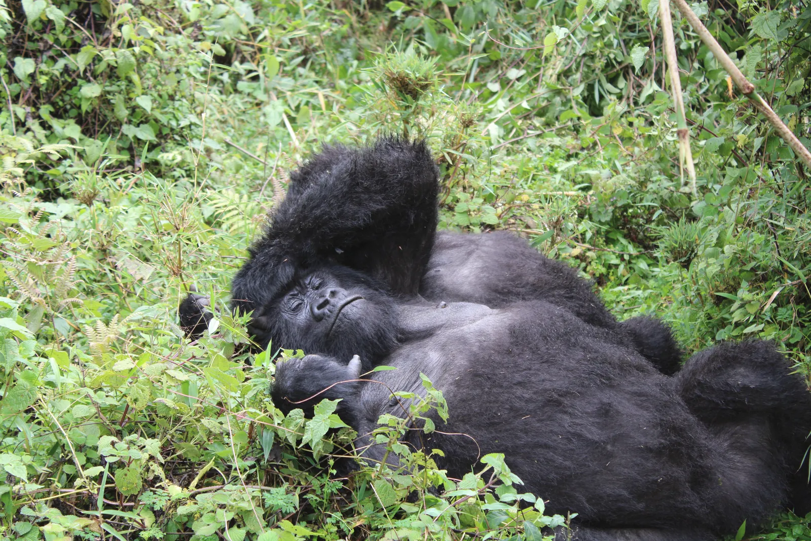 A mountain gorilla resting amidst lush greenery in Kinigi, Rwanda.