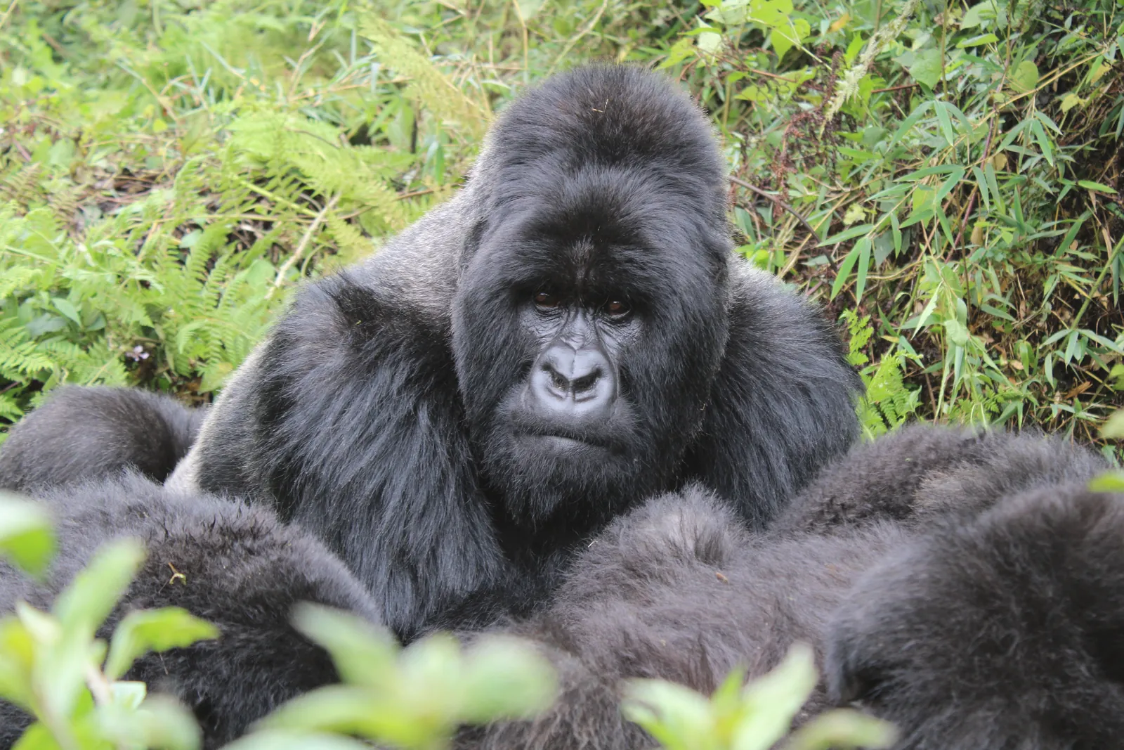 Close-up of a silverback gorilla in the lush forests of Kinigi, Rwanda.