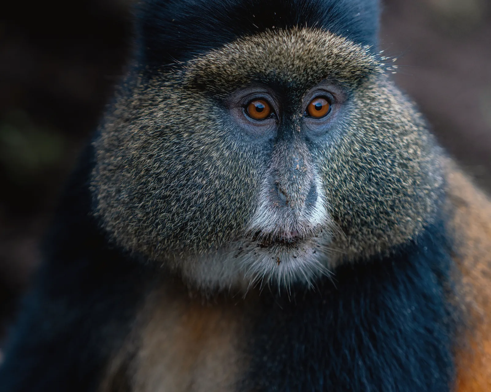 Close-up photograph of a golden monkey with expressive eyes and colorful fur.