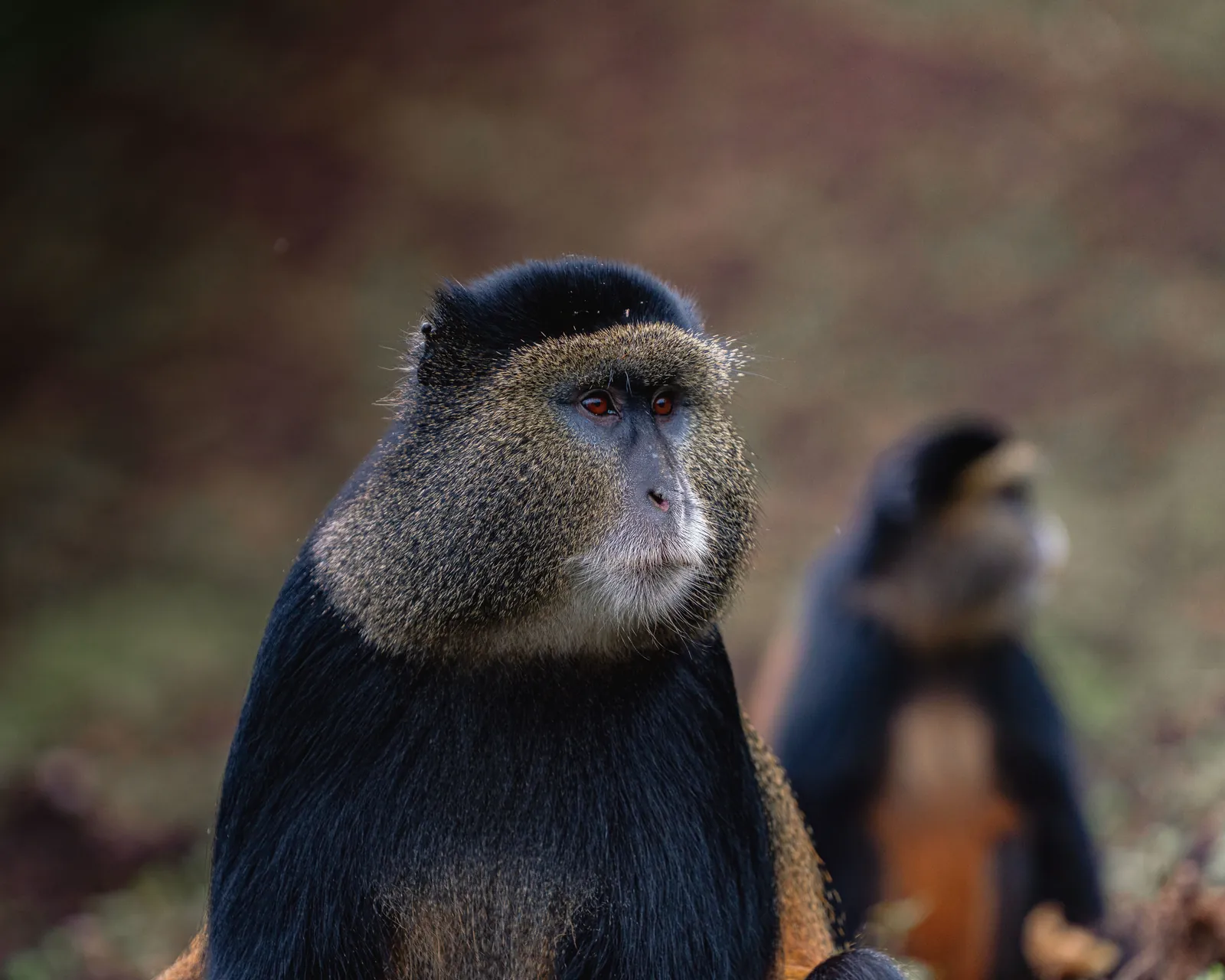 Close-up of rare golden monkeys in their natural habitat, showcasing their unique features.