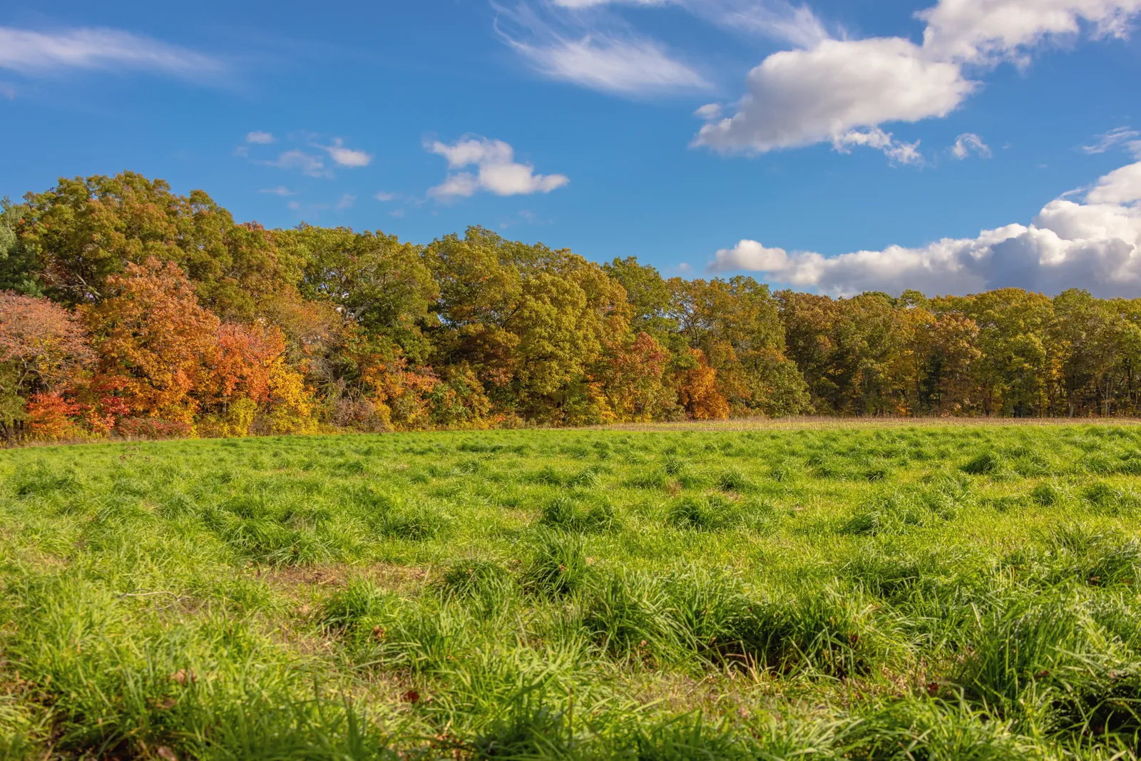 Colorful fall foliage landscape under a vivid blue sky in Grafton, Massachusetts.