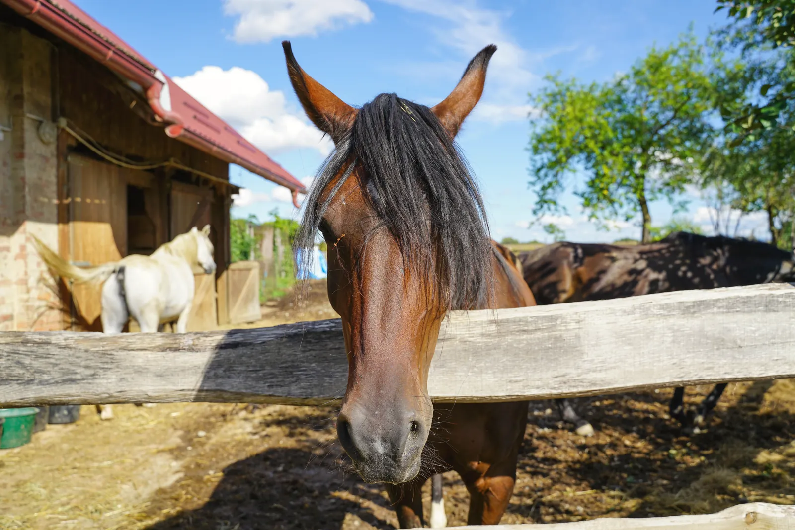 Brown horse with a flowing mane by a farm fence, captured on a sunny day.