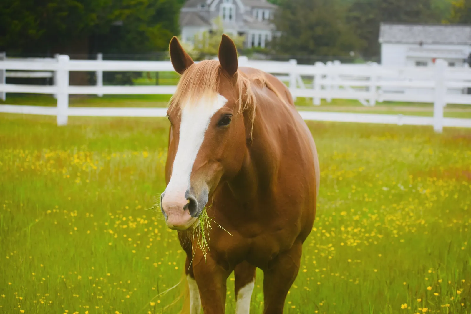 A brown horse eats grass in a lush green field with a white fence and houses in the background, Rhode Island.