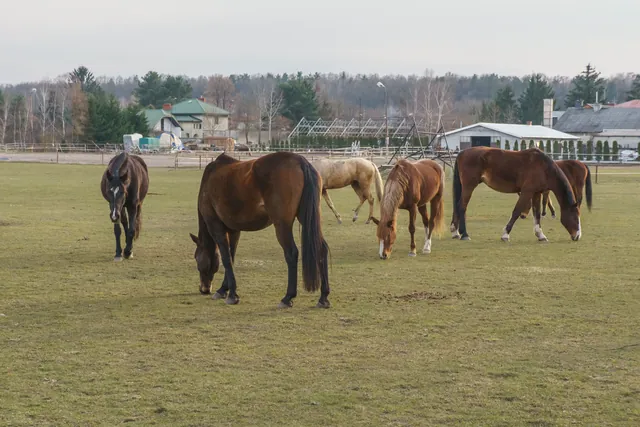 A serene scene of horses grazing in a rural Konstancin-Jeziorna, Poland field.