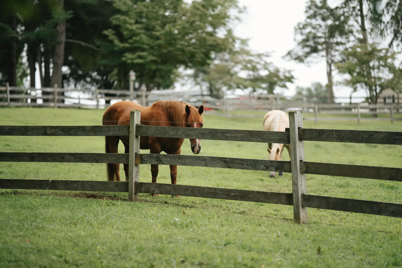 A serene image of two horses grazing in a lush green pasture enclosed by wooden fences.