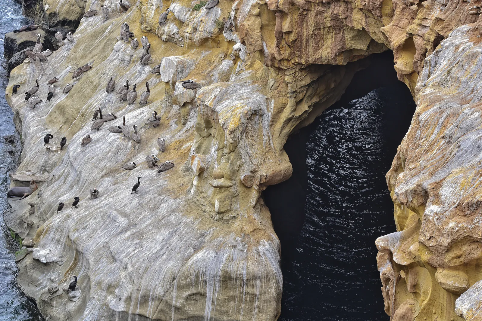 Wildlife including sea lions and cormorants on La Jolla caves in San Diego.