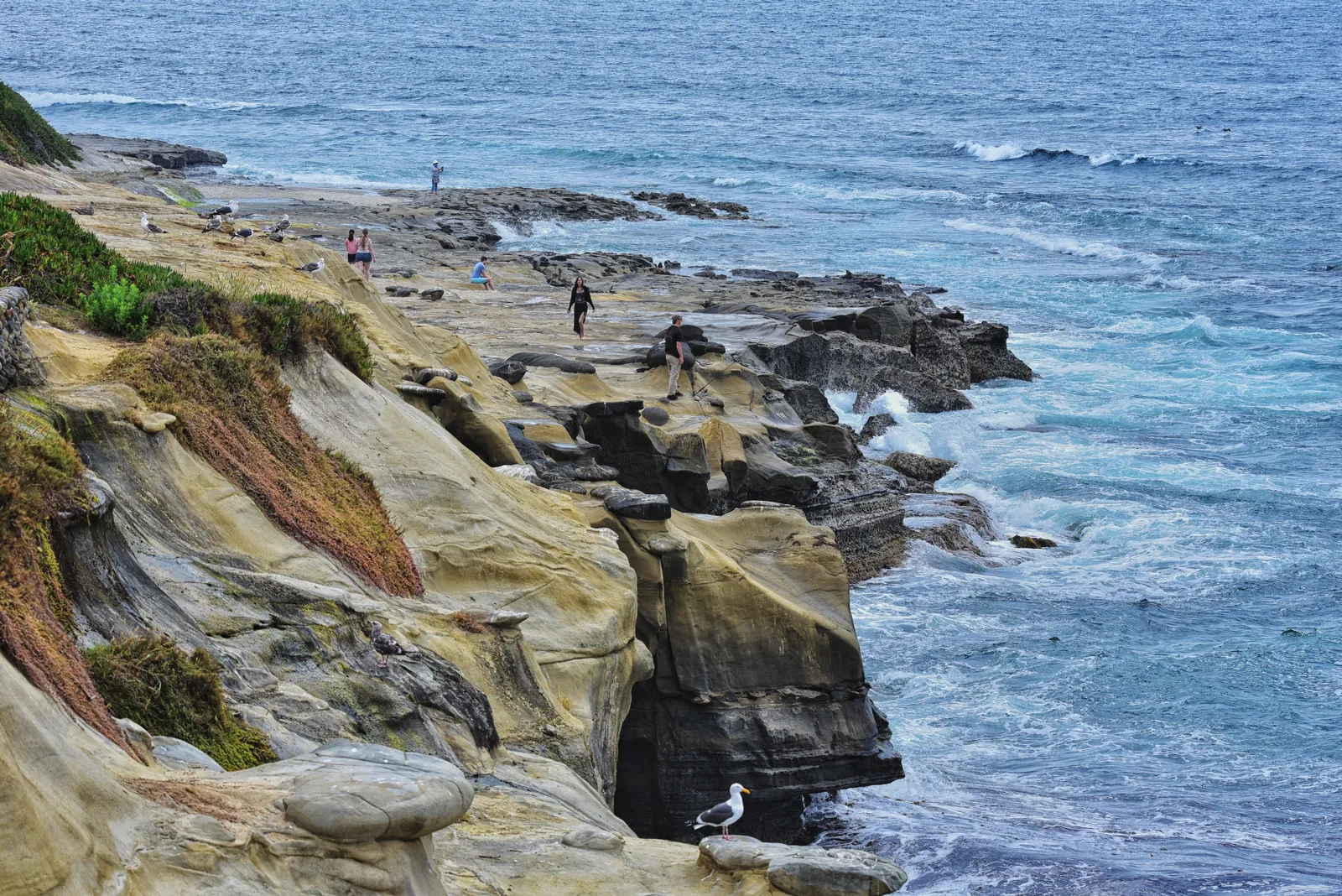 Explore rugged coastal cliffs and vibrant ocean waves at La Jolla, San Diego.