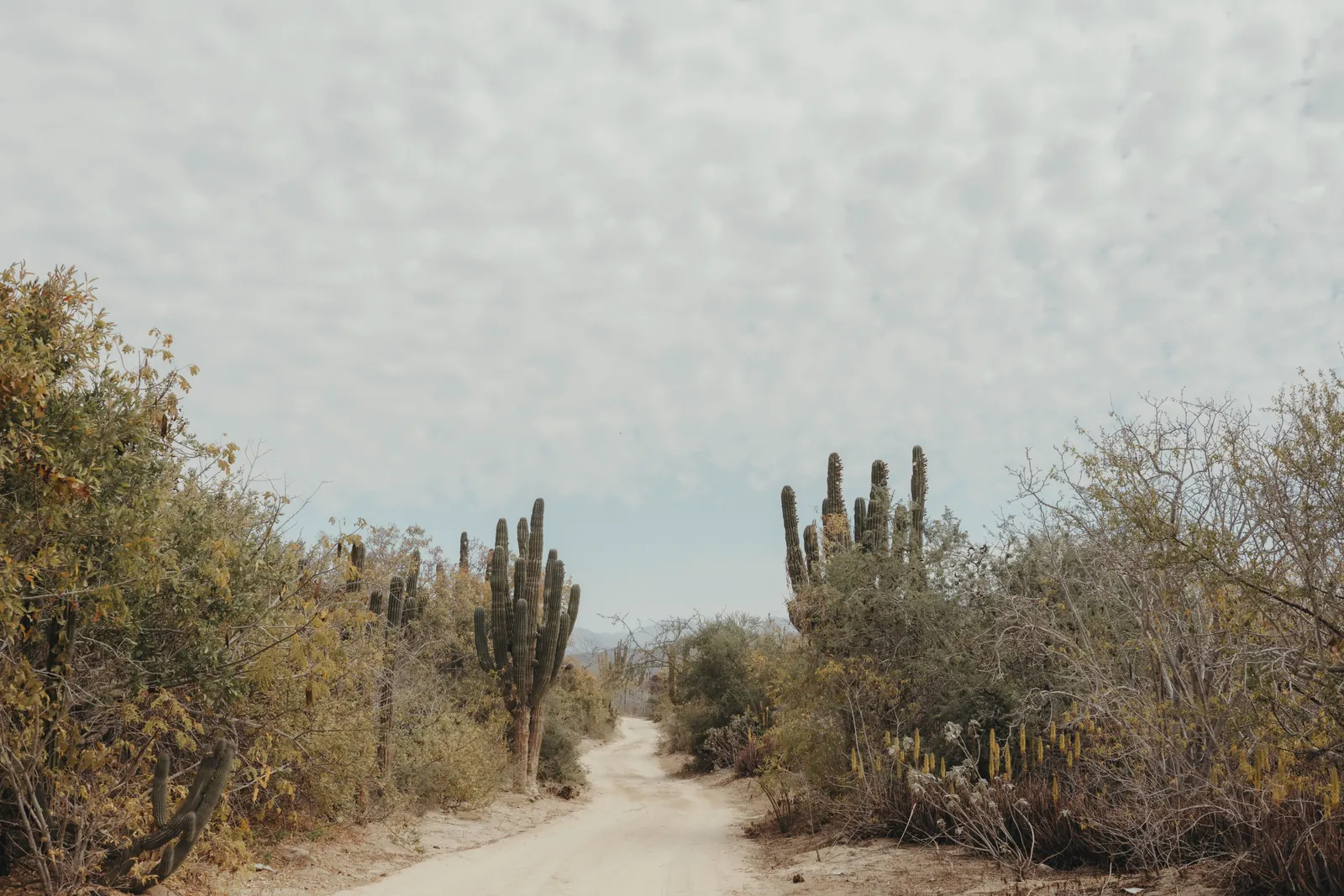Explore a sandy dirt road flanked by towering cacti in the arid Mexican desert.