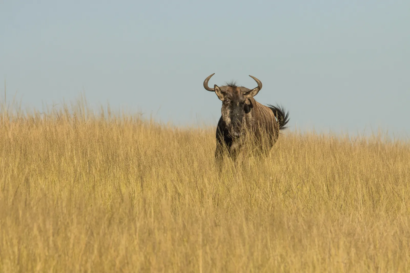 Wildebeest standing in tall golden grass under a clear sky, showcasing African wildlife.