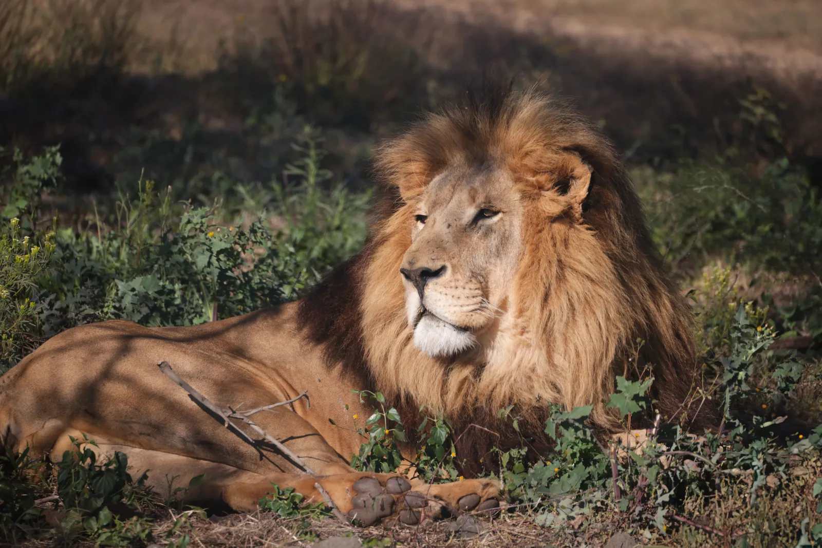 A powerful African lion resting in the wild, showcasing its regal mane and tranquil posture.