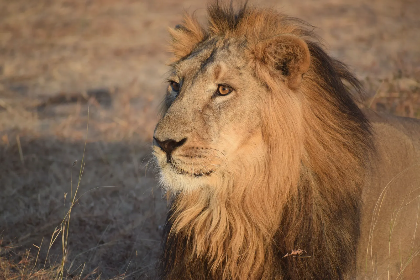 Close-up portrait of a majestic male lion in a natural habitat, showcasing its powerful presence.