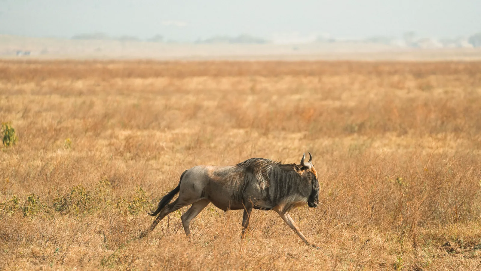 A lone wildebeest roams the vast savanna of Tanzania, capturing the essence of African wildlife.