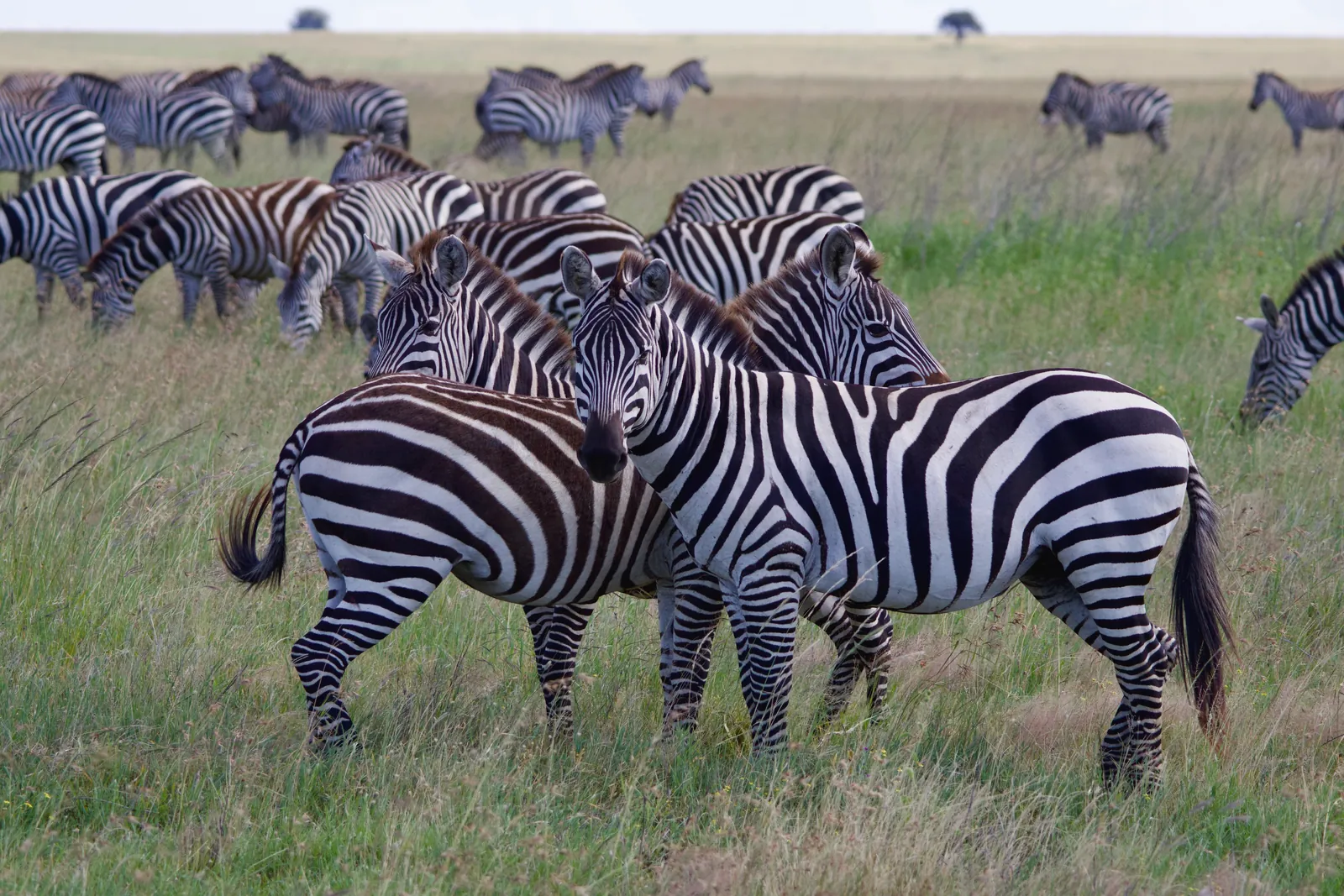 A large herd of zebras grazing on the lush savanna grasslands of Tanzania.