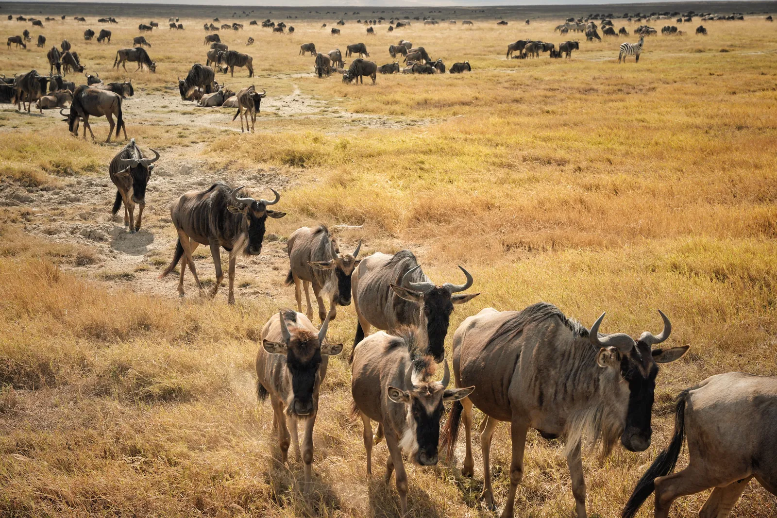 A breathtaking view of migrating wildebeests in Serengeti's Mara Region, Tanzania.