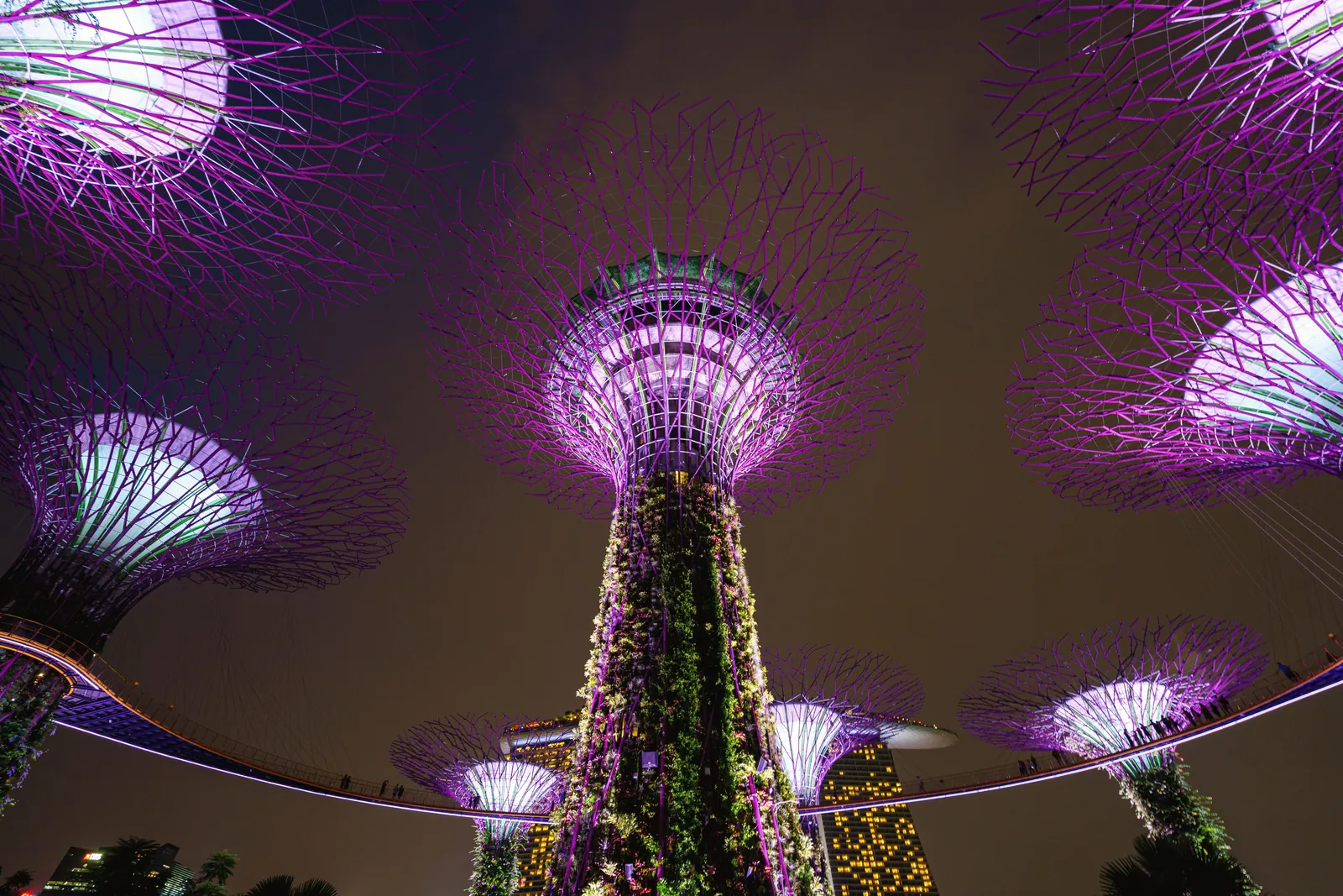 Enchanting night view of the illuminated Supertree Grove in Singapore, showcasing modern design and vibrant colors.