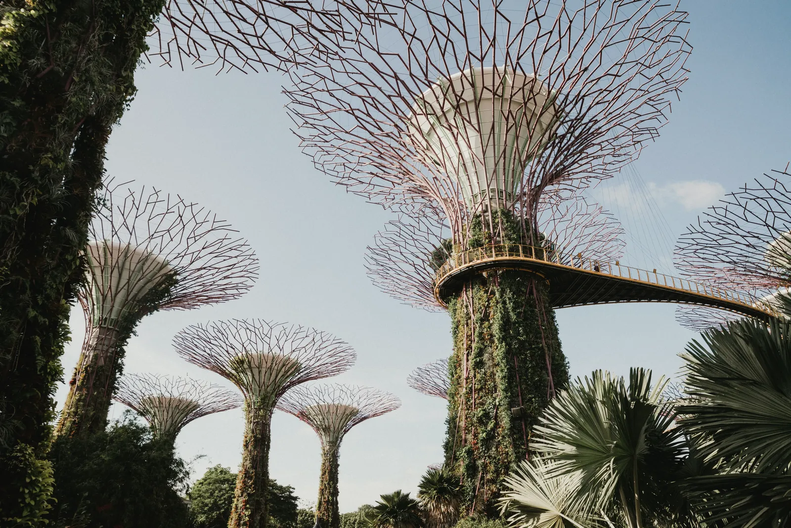 Majestic view of Supertree Grove at Gardens by the Bay in Singapore, showcasing unique architecture and nature.