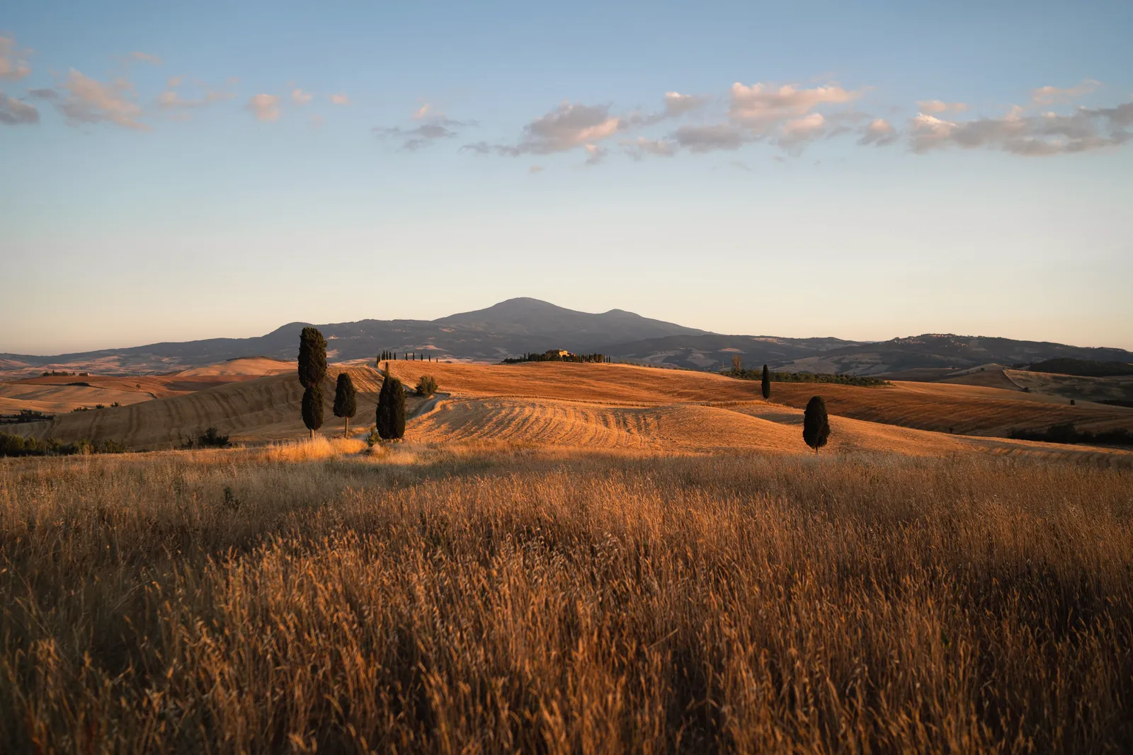 Breathtaking view of golden fields in Montalcino, Tuscany, Italy at sunset with rolling hills and tall cypress trees.