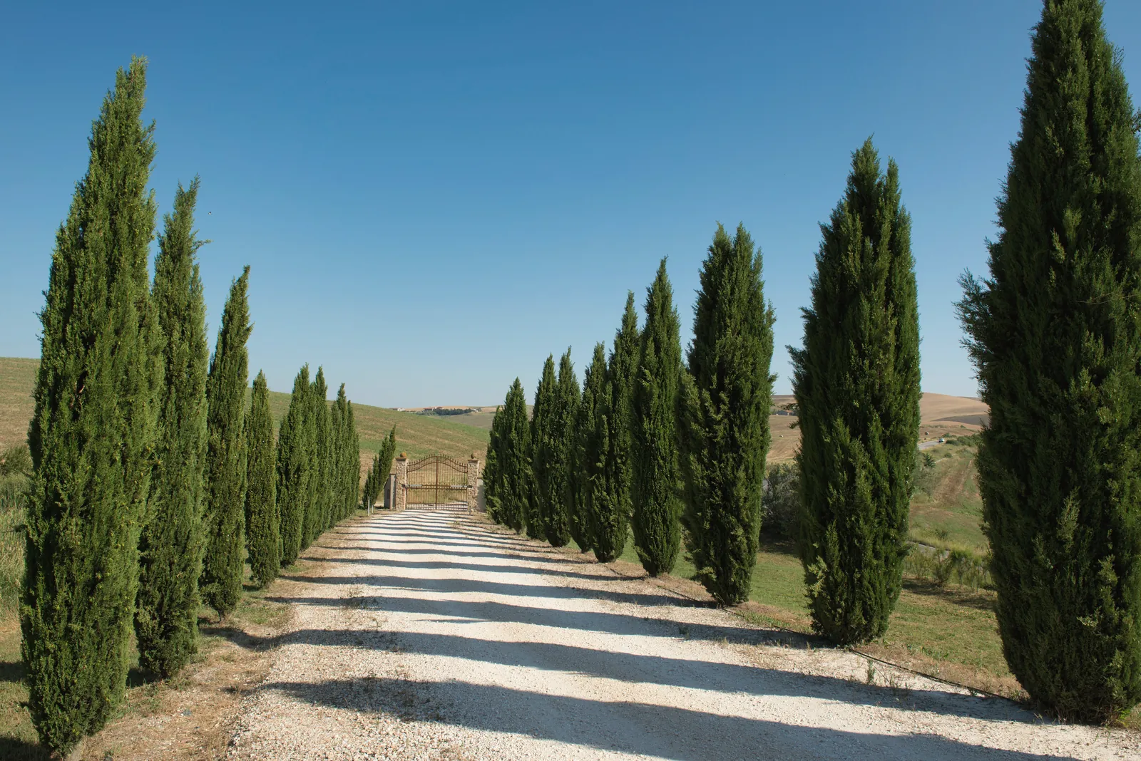 Discover the iconic cypress-lined pathways of Tuscany under a clear blue sky.